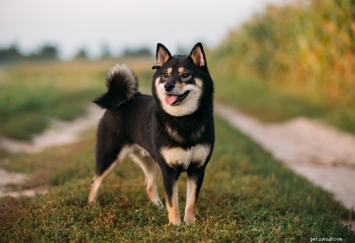 Shiba Inu: Classic Japanese Companion – Bold, Affectionate & Loyal