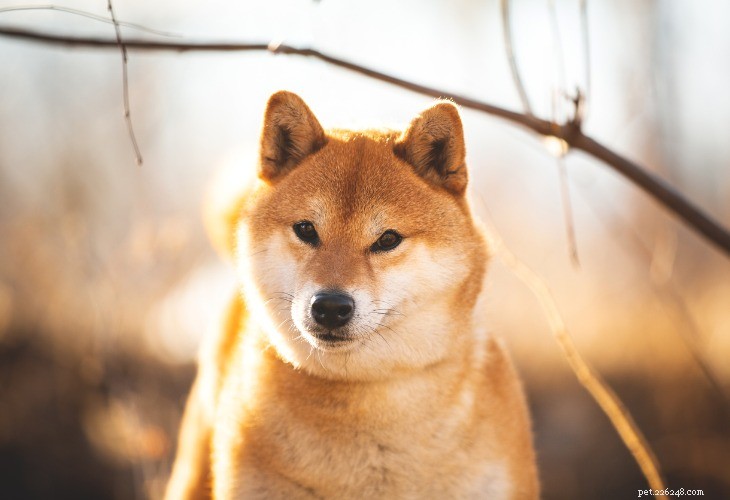 Shiba Inu: Classic Japanese Companion – Bold, Affectionate & Loyal