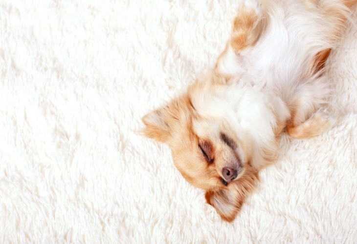 Chihuahua Dog Breed: History, Traits & Care Guide