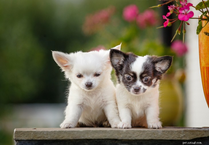 Chihuahua Dog Breed: History, Traits & Care Guide