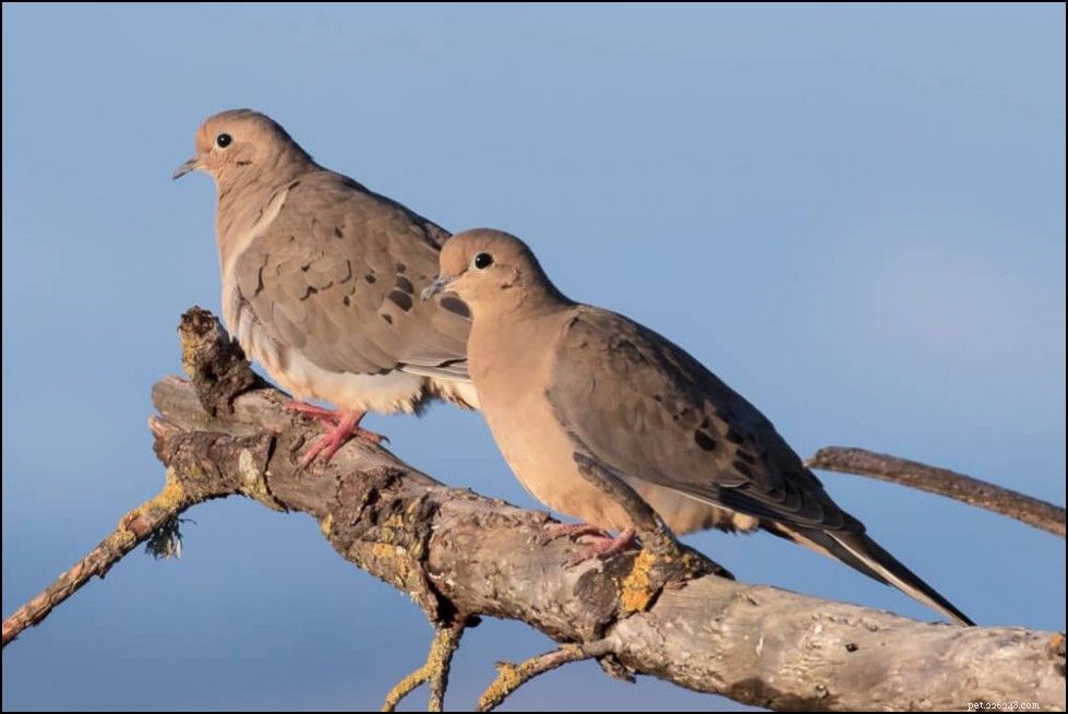 Beginner s Guide to Caring for Pet Birds