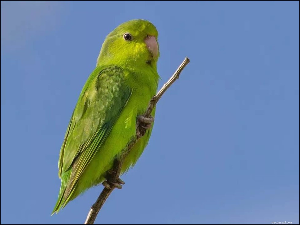 Beginner s Guide to Caring for Pet Birds