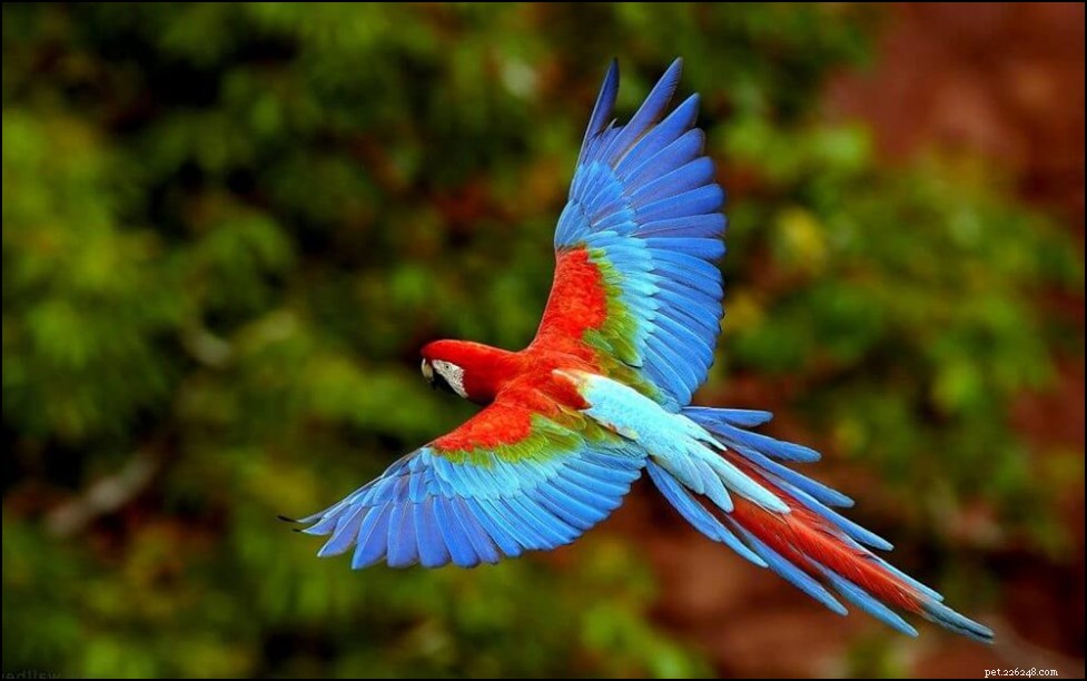 Beginner s Guide to Caring for Pet Birds