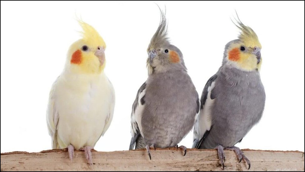 Beginner s Guide to Caring for Pet Birds