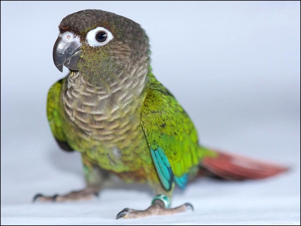Beginner s Guide to Caring for Pet Birds