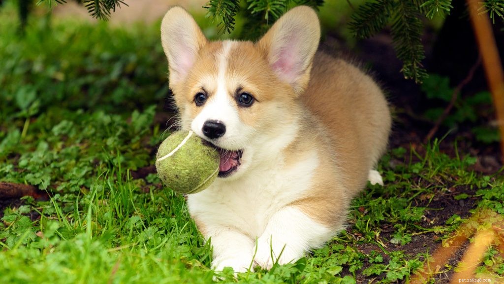 How Much Exercise Does Your Dog Really Need? A Guide for Optimal Health