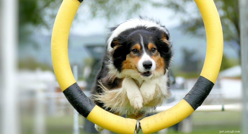 How Much Exercise Does Your Dog Really Need? A Guide for Optimal Health