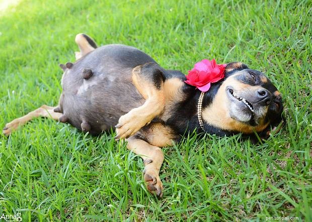 How Much Exercise Does Your Dog Really Need? A Guide for Optimal Health