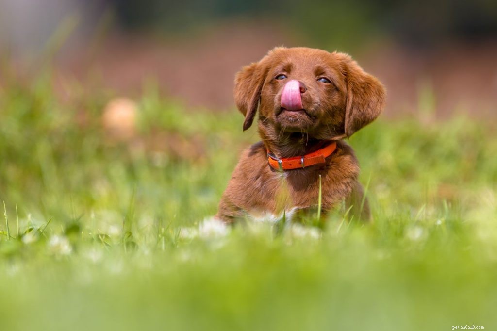 Understanding Excessive Dog Licking: Causes & Solutions
