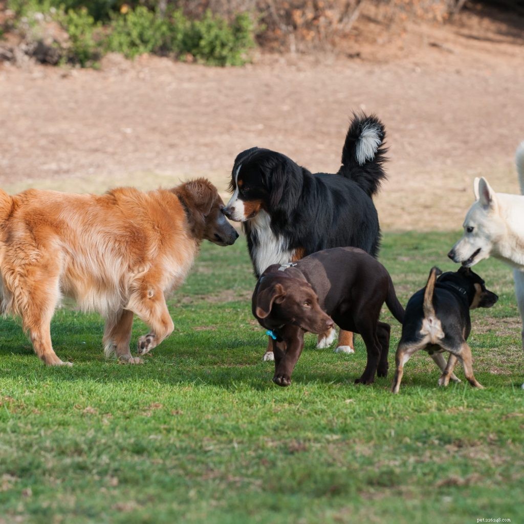 Re‑Socializing Your Dog After the Pandemic: A Guide