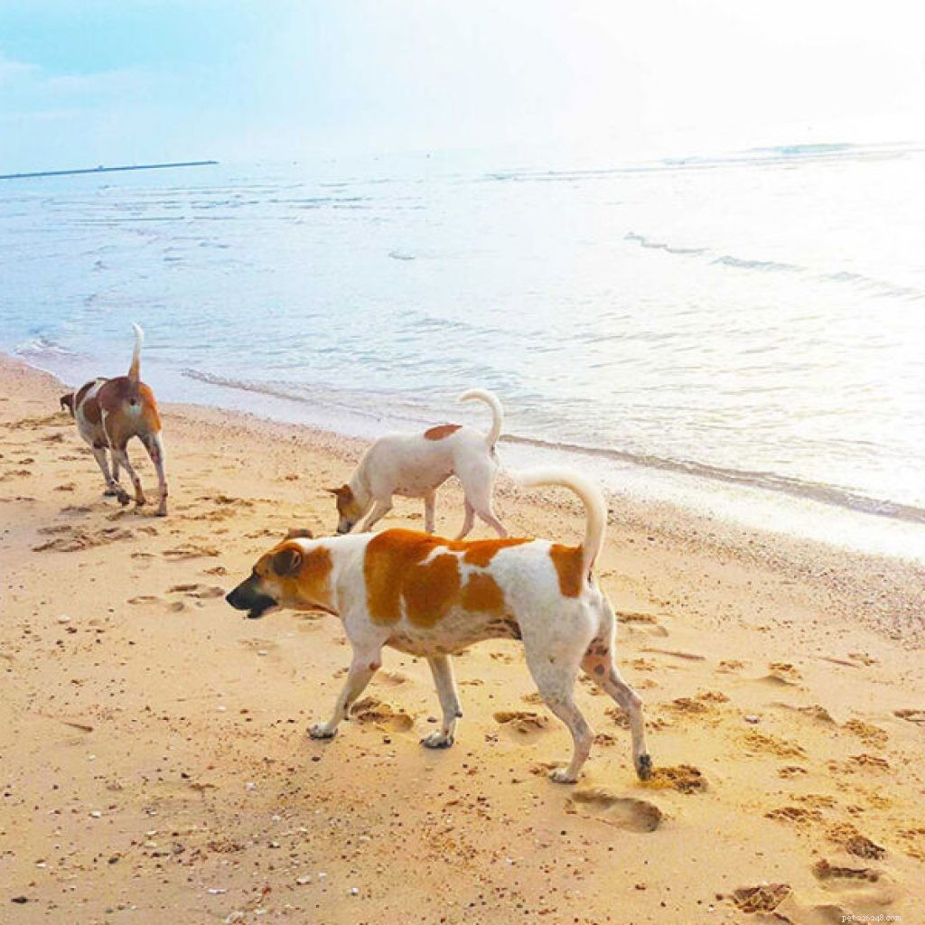 Re‑Socializing Your Dog After the Pandemic: A Guide
