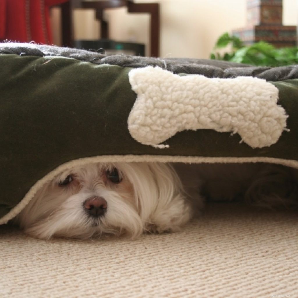 How to Keep Your Pet Calm During the Summer Season