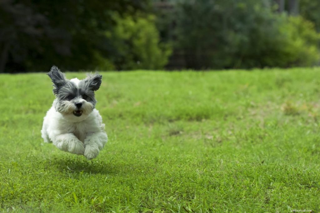 Debunking Common Dog Myths: Separating Fact from Fiction