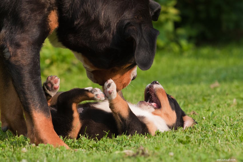 Debunking Common Dog Myths: Separating Fact from Fiction