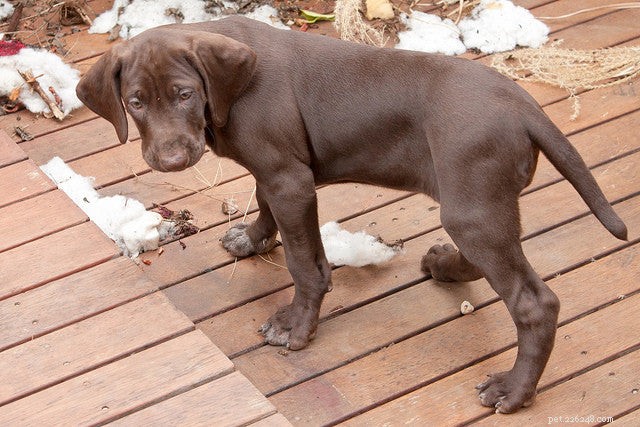Why Dogs Dig: Causes, Consequences, and Effective Solutions