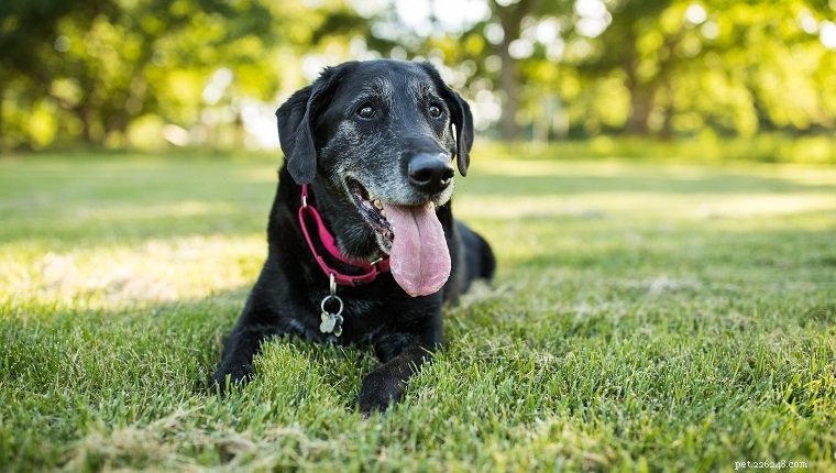 How Much Outdoor Time Should Your Dog Have?