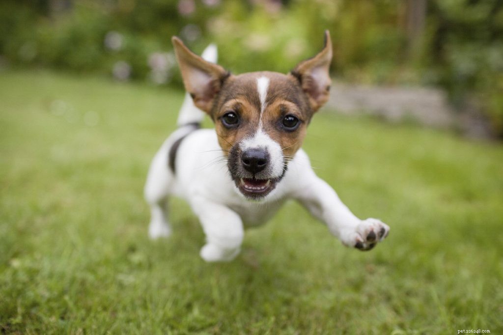 How Much Outdoor Time Should Your Dog Have?