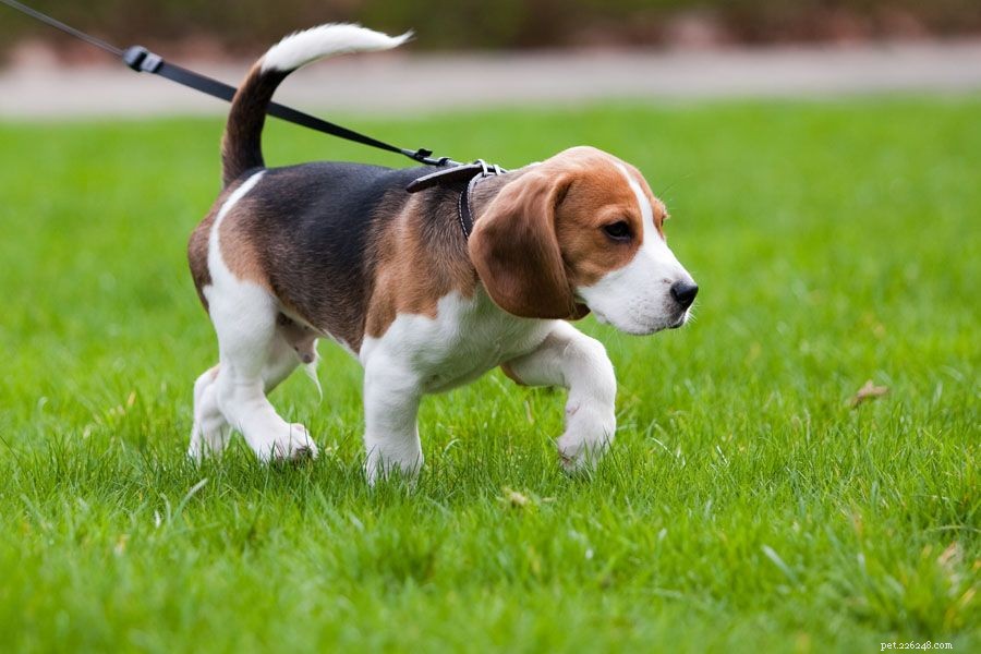 How Much Outdoor Time Should Your Dog Have?