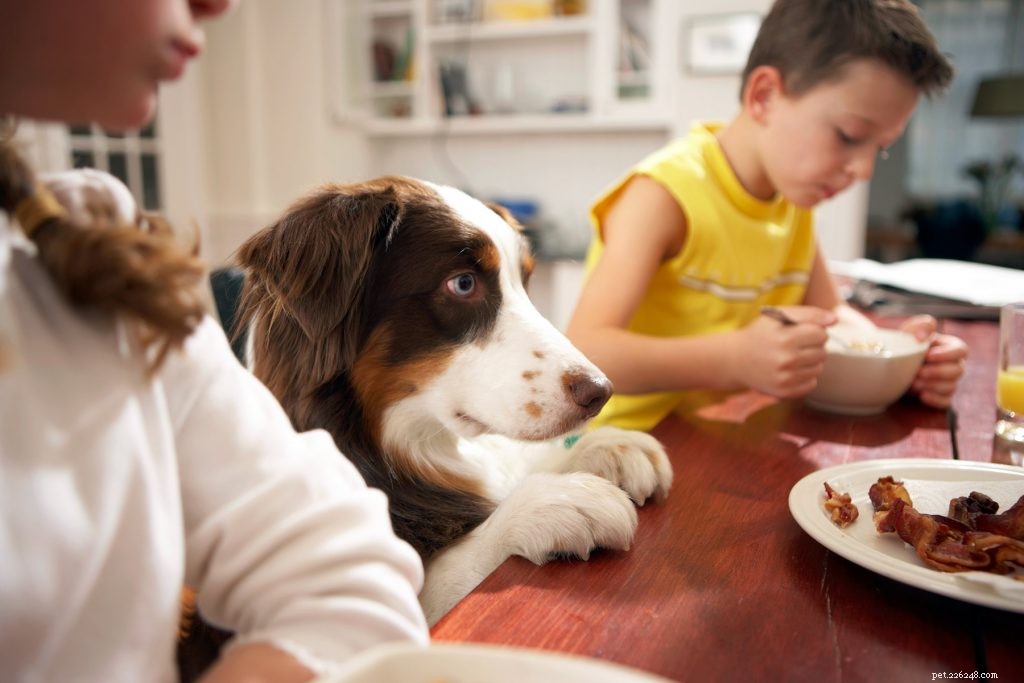 Understanding Dog Whining: What It Reveals About Their Needs and Emotions