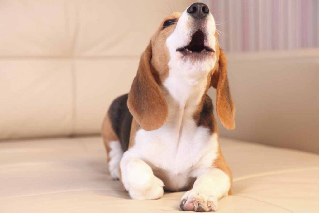Understanding Dog Whining: What It Reveals About Their Needs and Emotions