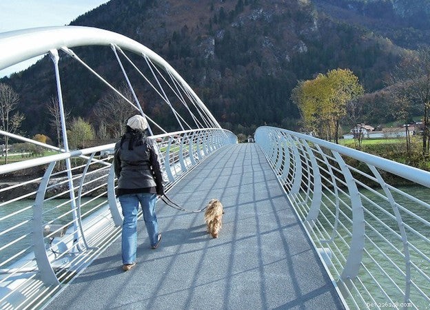 Celebrate National Walk Your Dog Month: Boost Health for You & Your Pet