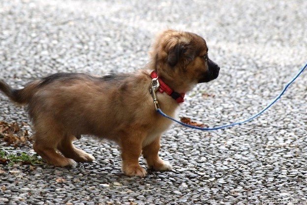 Celebrate National Walk Your Dog Month: Boost Health for You & Your Pet