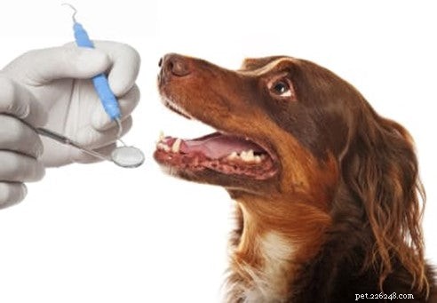 Ultimate Guide to Pet Dental Care: Keep Your Dog Healthy & Smiling