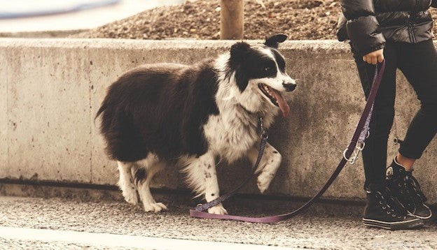 Celebrate National Walk Your Dog Month: Boost Health for You & Your Pet