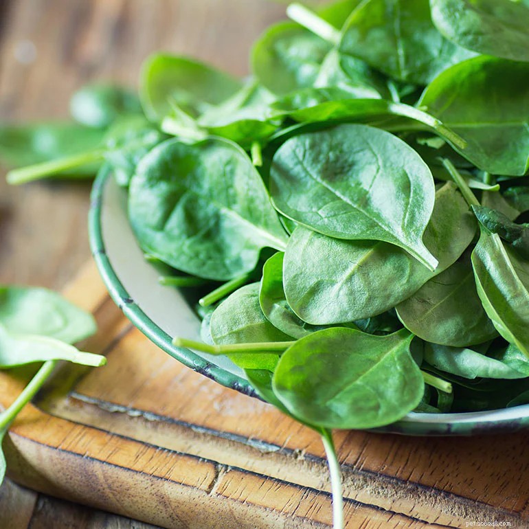 Essential Cat Food Guide: Boost Your Cat s Health with the Right Nutrition