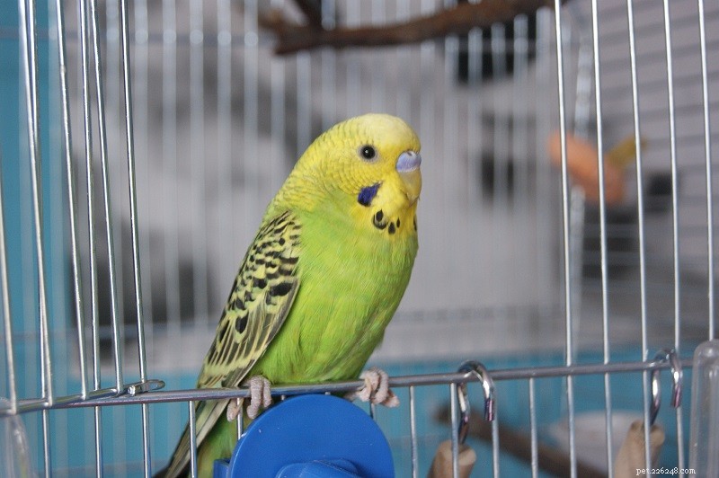 Comprehensive Bird Care Guide: Daily, Weekly & Monthly Tips for Healthy Pets