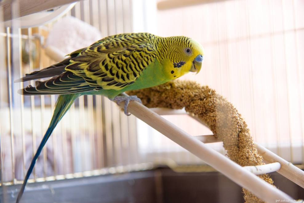 Comprehensive Bird Care Guide: Daily, Weekly & Monthly Tips for Healthy Pets