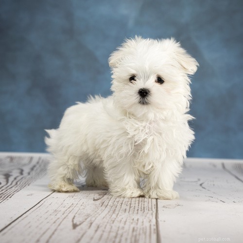 Fostering a Dog? Start with These Seven Ideal Breeds for a Happy Home