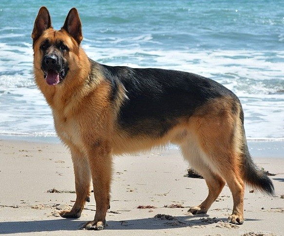 Fostering a Dog? Start with These Seven Ideal Breeds for a Happy Home