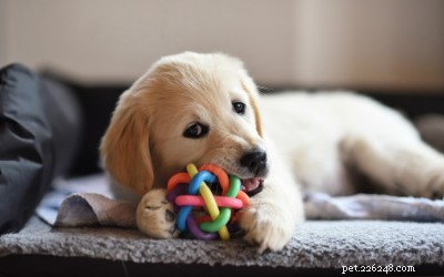Baby Dog Teething Guide: How to Help Your Puppy When Teeth Come In