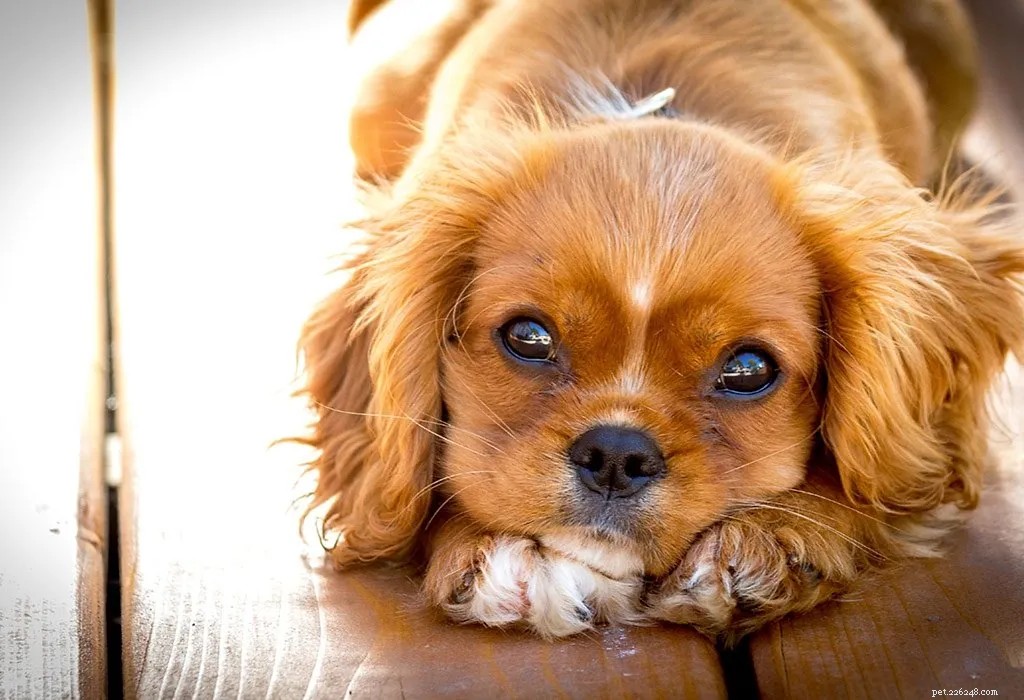 Top 7 Pet Animals: Find the Perfect Companion for Your Lifestyle