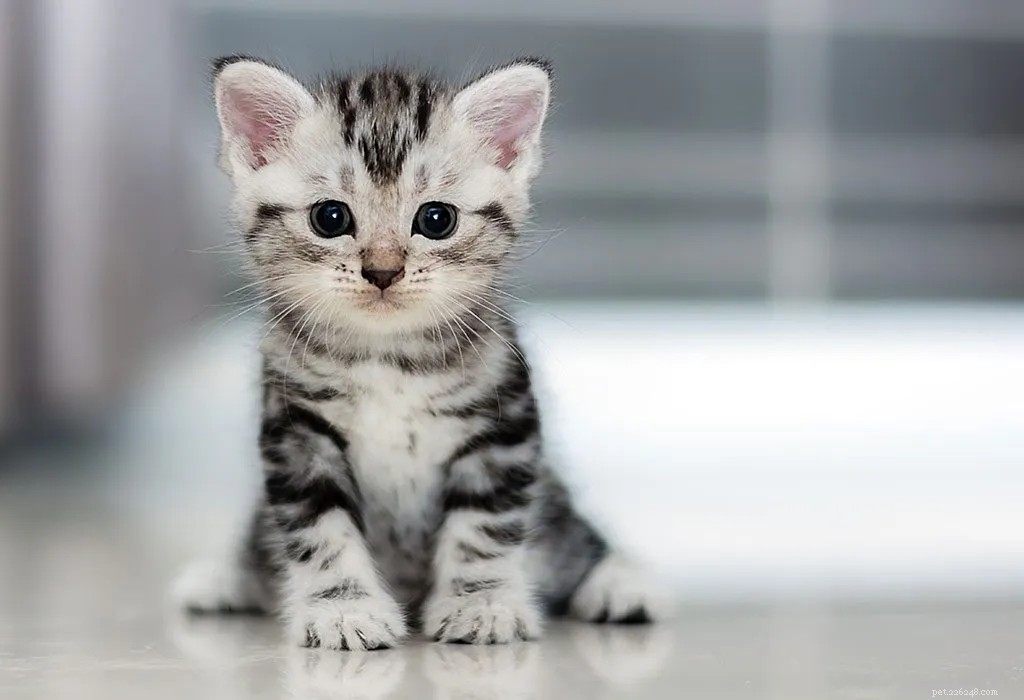 Top 7 Pet Animals: Find the Perfect Companion for Your Lifestyle