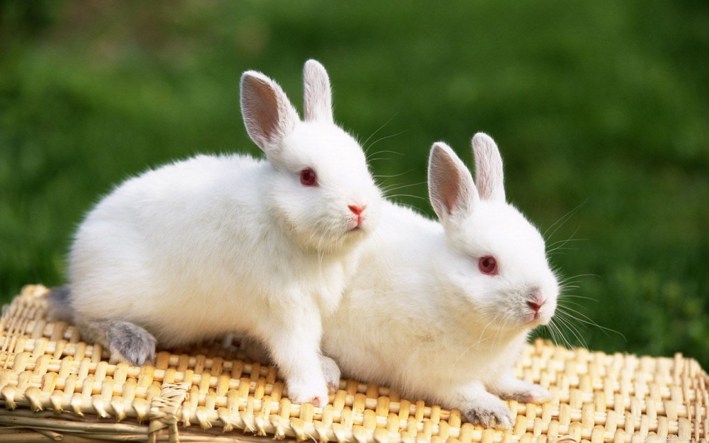 Top 7 Pet Animals: Find the Perfect Companion for Your Lifestyle