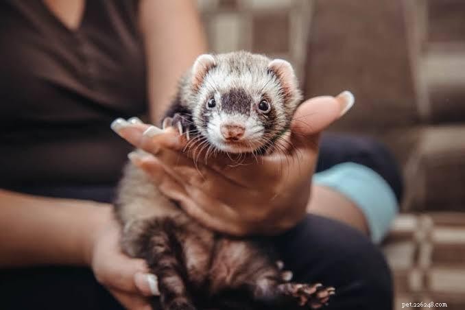 Top 7 Pet Animals: Find the Perfect Companion for Your Lifestyle