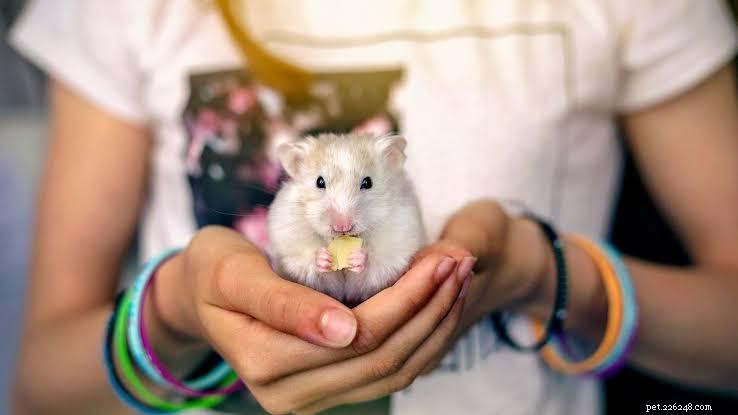 Top 7 Pet Animals: Find the Perfect Companion for Your Lifestyle