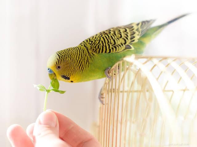Top 7 Pet Animals: Find the Perfect Companion for Your Lifestyle