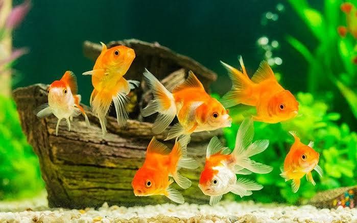 Top 7 Pet Animals: Find the Perfect Companion for Your Lifestyle