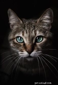 Top Pets Worldwide: A Guide to Popular Companion Animals
