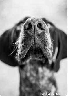 Top Pets Worldwide: A Guide to Popular Companion Animals