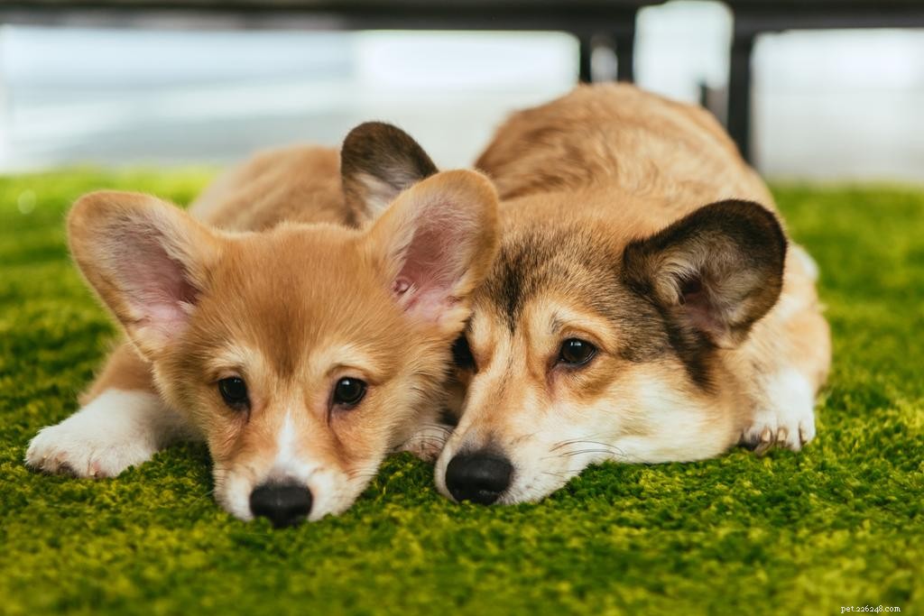 Top 10 Most Popular Dog Breeds for Pets
