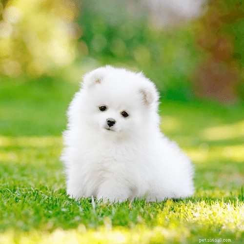 Top 10 Most Popular Dog Breeds for Pets