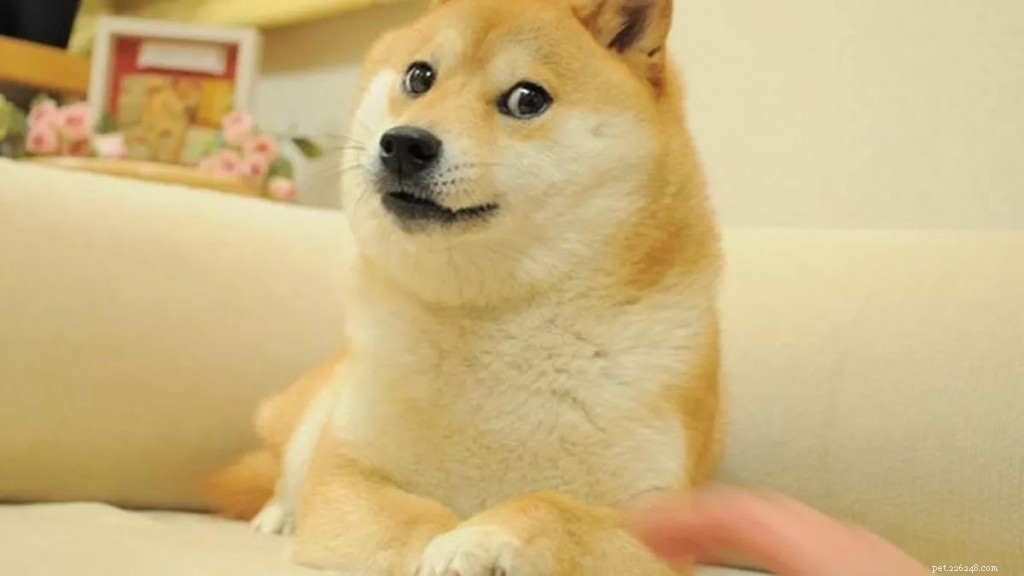 Top 10 Most Popular Dog Breeds for Pets
