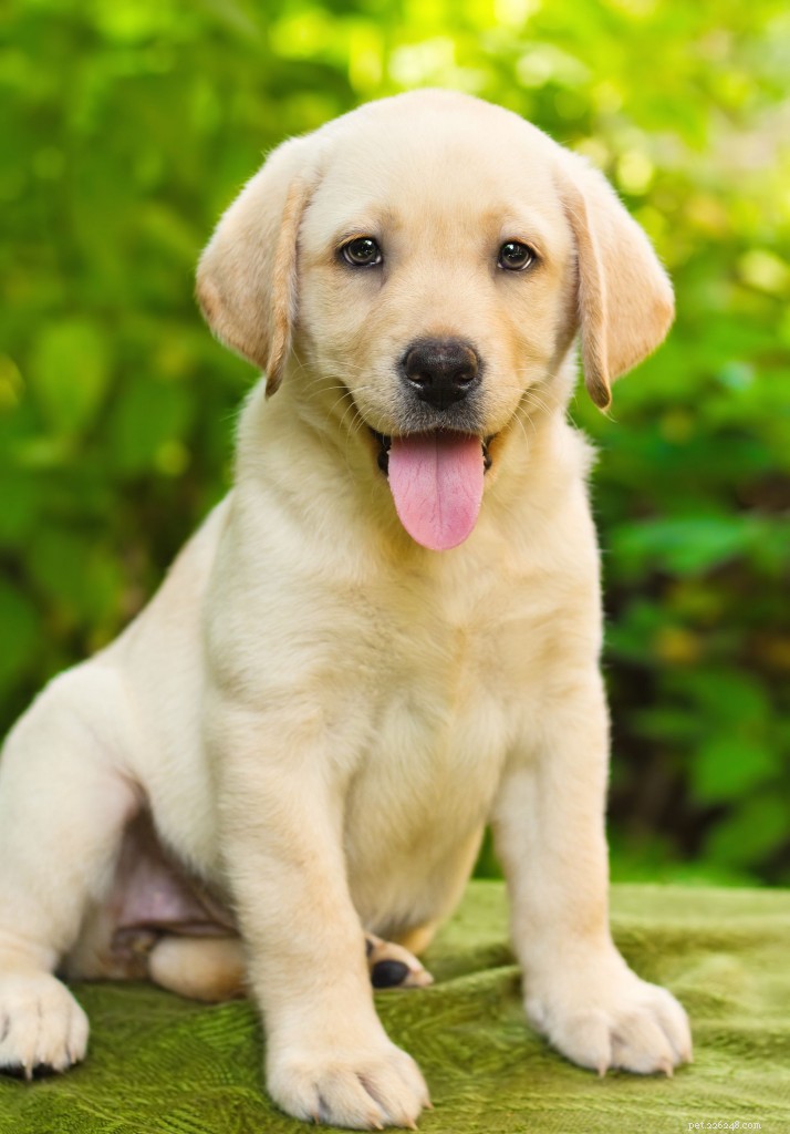 Top 10 Most Popular Dog Breeds for Pets