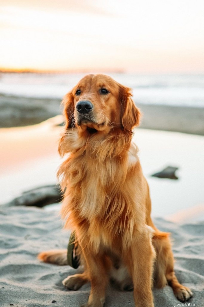 Top 10 Most Popular Dog Breeds for Pets