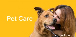 Essential Animal Care Tips: Keep Your Pets Healthy and Happy