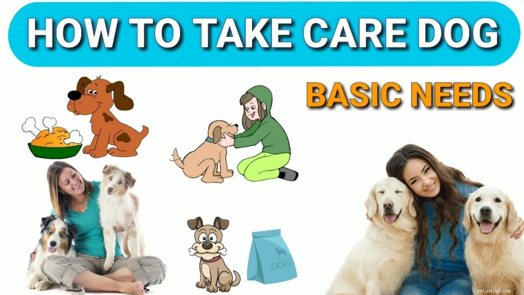 Essential Animal Care Tips: Keep Your Pets Healthy and Happy